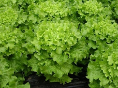 Дедаль семена салата батавия (Vilmorin / Вильморин)