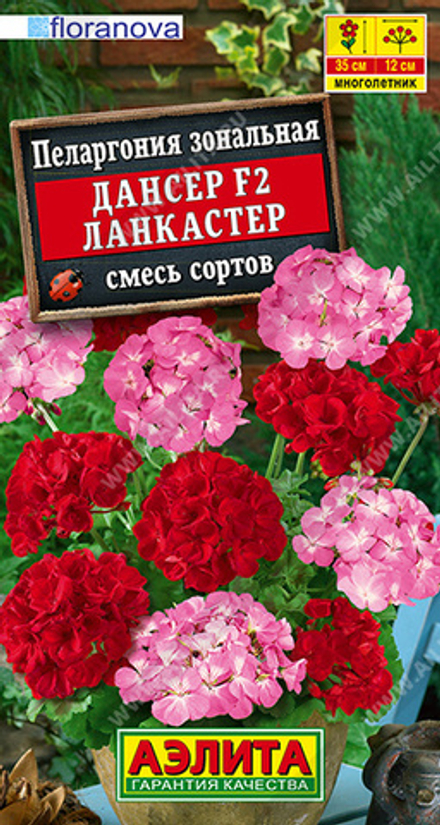 Пеларгония Дансер Ланкастер F2, смесь сортов 5шт Аэлита