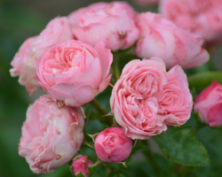 Роза Плэйфул Рококо С7 Закупка М57 июнь 2026