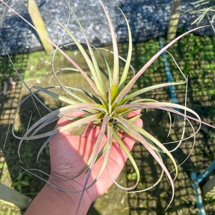 Тилландсия exerta x bracycaulos