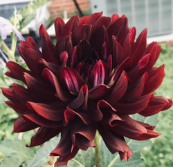 Георгин Холлихил блек бьюти(Hollyhill black beauty)