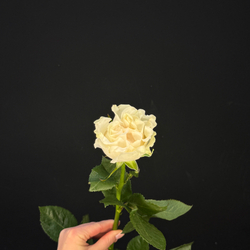 Роза cotton expression / 1 шт