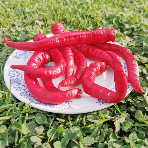 Деликатесный Перец Джимми Нарделло - Jimmy Nardello Pepper