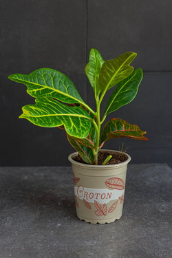 Кротон (Codiaeum variegatum)