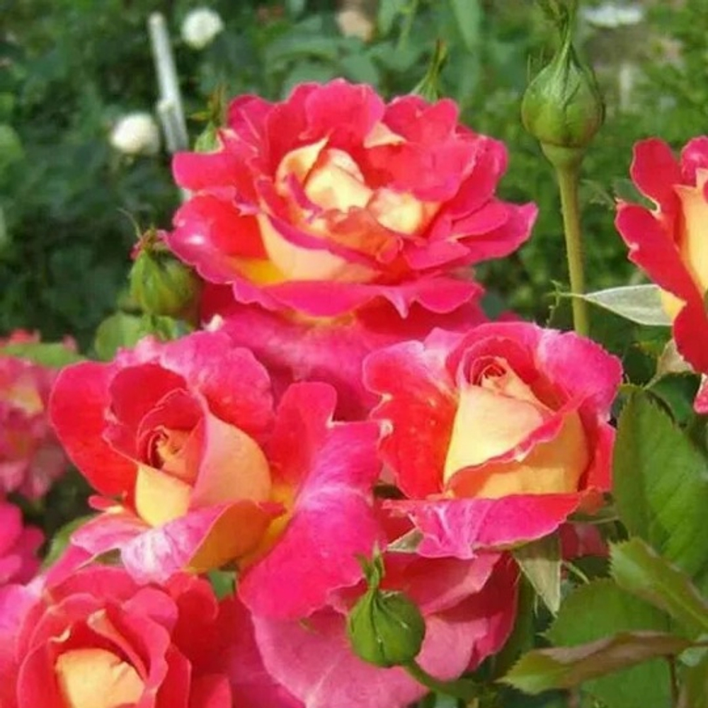 Роза Арлекин (плетистая )