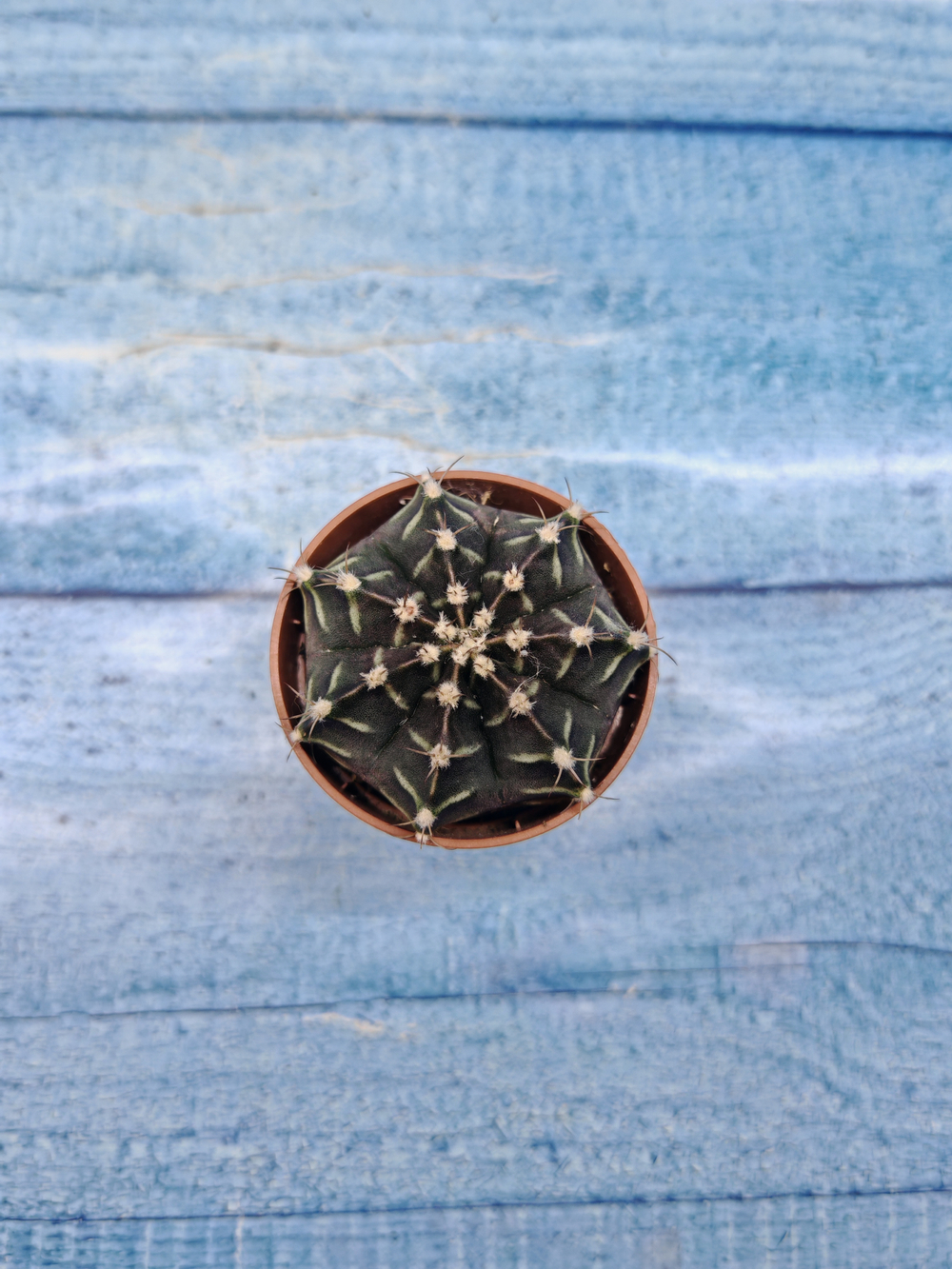 Gymnocalycium Friedrichii (Гимнокалициум)