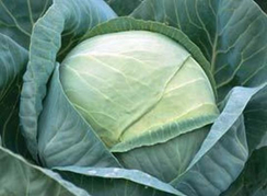 Грегориан F1 семена капусты белокочанной (Syngenta / Сингента)