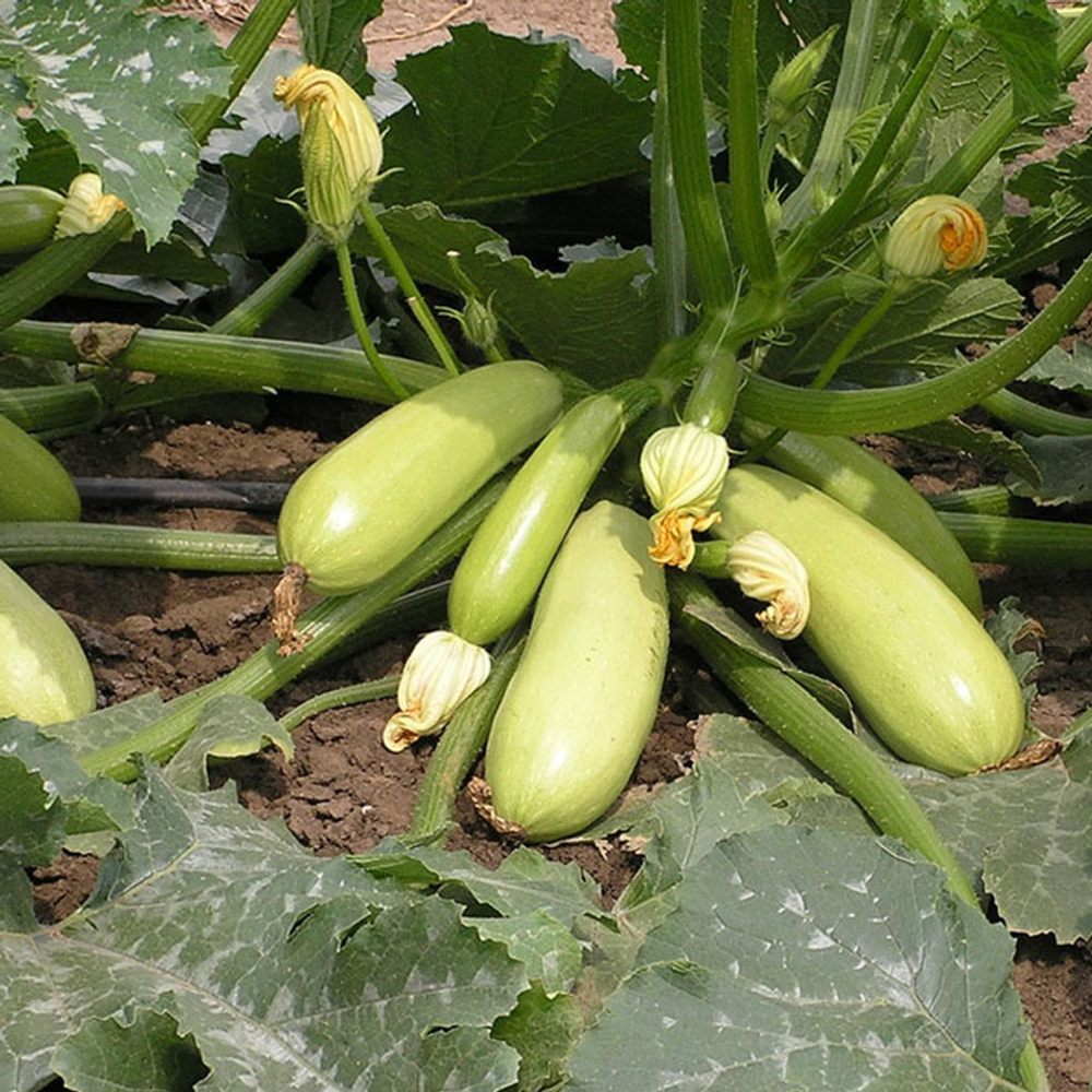 Искандер F1 семена кабачка (Seminis / Семинис)