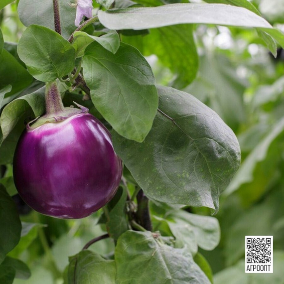 САБЕЛЛЕ F1 семена баклажана (Rijk Zwaan | Alexagro) – фото 7