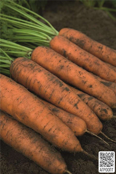 Белградо F1 семена моркови нантской (Bejo / Бейо) – фото 2