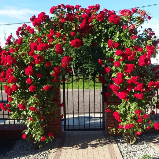 Роза Симпатия Закупка М16 июнь 2026