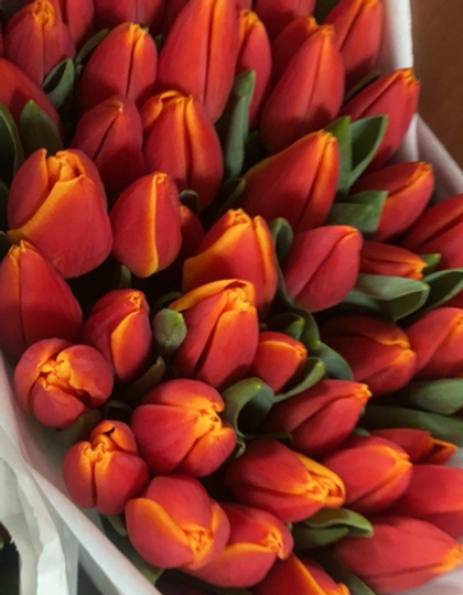 Банч 50 тюльпанов красно-желтых
