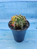 Gymnocalycium Variegata (Гимнокалициум Вариегатный)