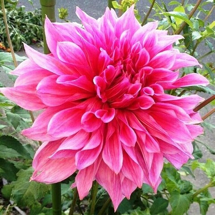 Георгина Маки