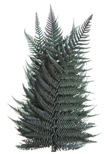 Папоротник бриллиант