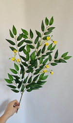 Рускус цветущий / Арт 1224