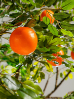 Искусственное дерево "Апельсин" 2,5 м