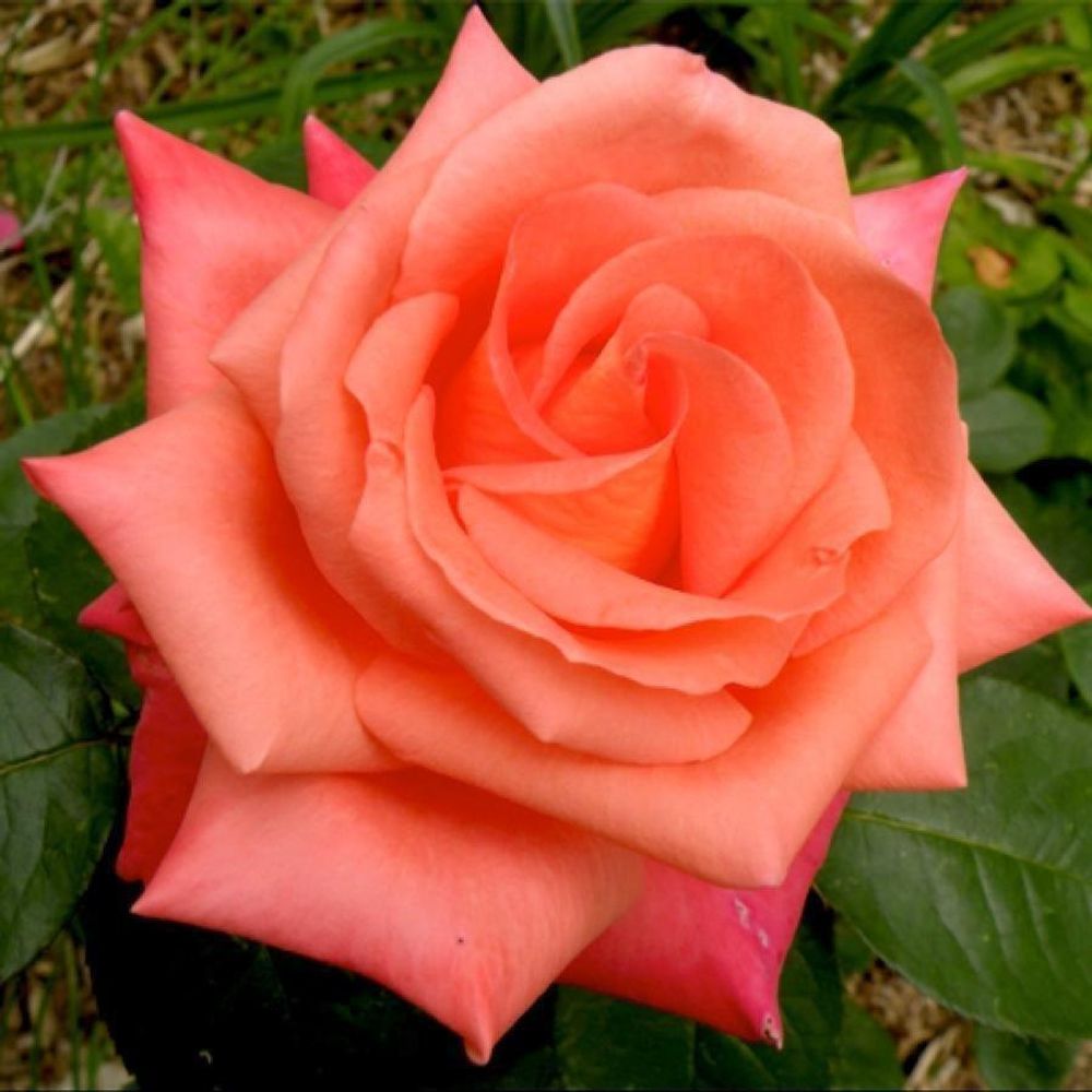 Роза чайно-гибридная Фолклер