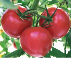 Пинк Спарк F1 семена томата полудетерминантного (Sakata / Саката)