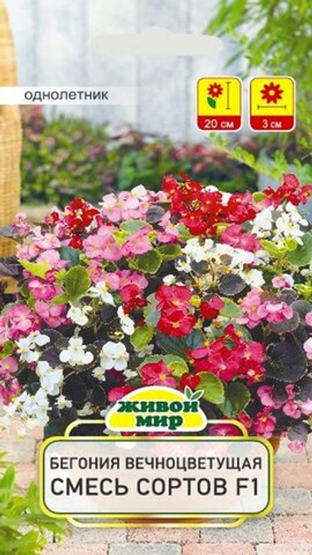 Бeгoния вечноцветущая "ЖМ. Смecь copтoв F1" 10шт, Чехия.