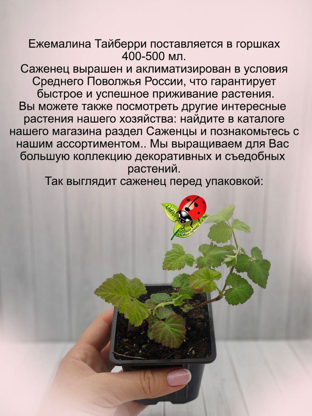 Ежемалина Тайберри