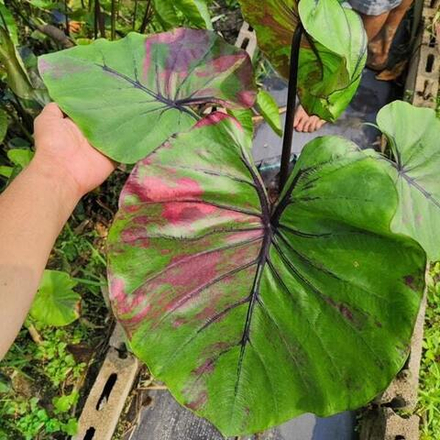 Колоказия PHARAOH MASK PINK VAR