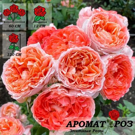 Принцесса Сакура (Princess Sakura)