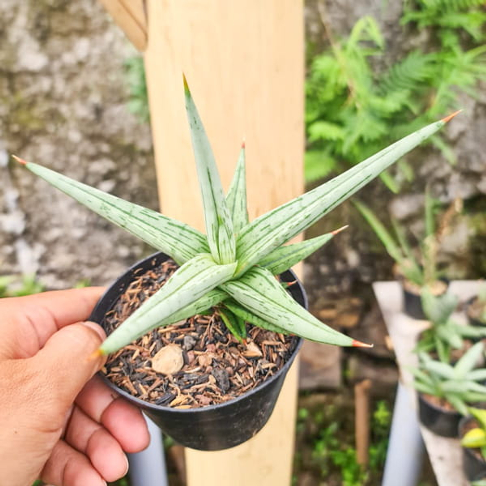 Сансевиерия QUEENTEN