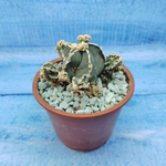 Astrophytum Myriostigma "Hakujo Fukuryu"  (Астрофитум)