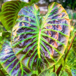 Колоказия VISHNU'S HEAVEN