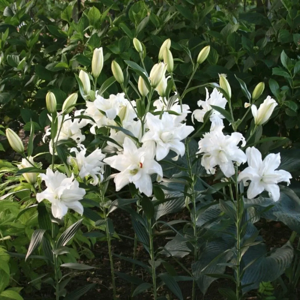 Лилия Lotus Ice (Лотосовый гибрид)