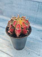 Gymnocalycium Variegata (Гимнокалициум Вариегатный)