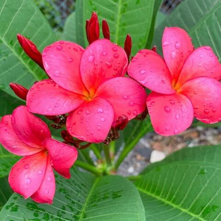 Плюмерия WA SITHEE