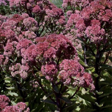 Очиток телефиум (Седум) Манстед Дарк Ред C2