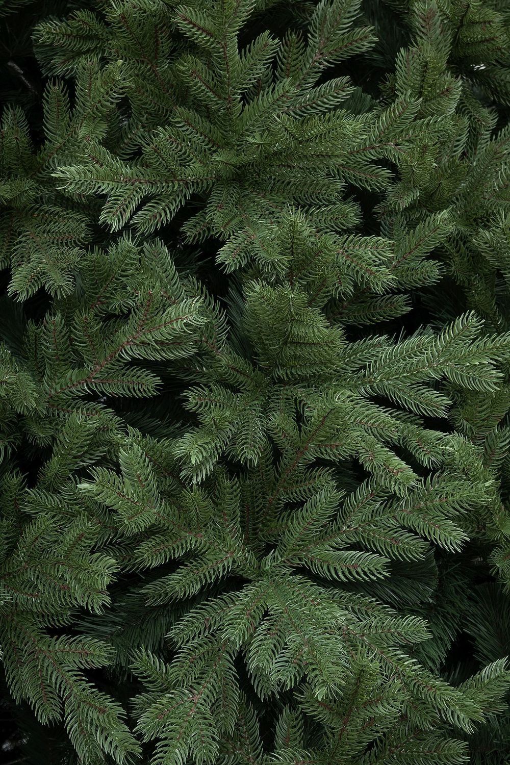 елка премиум "Адмиралтейская"