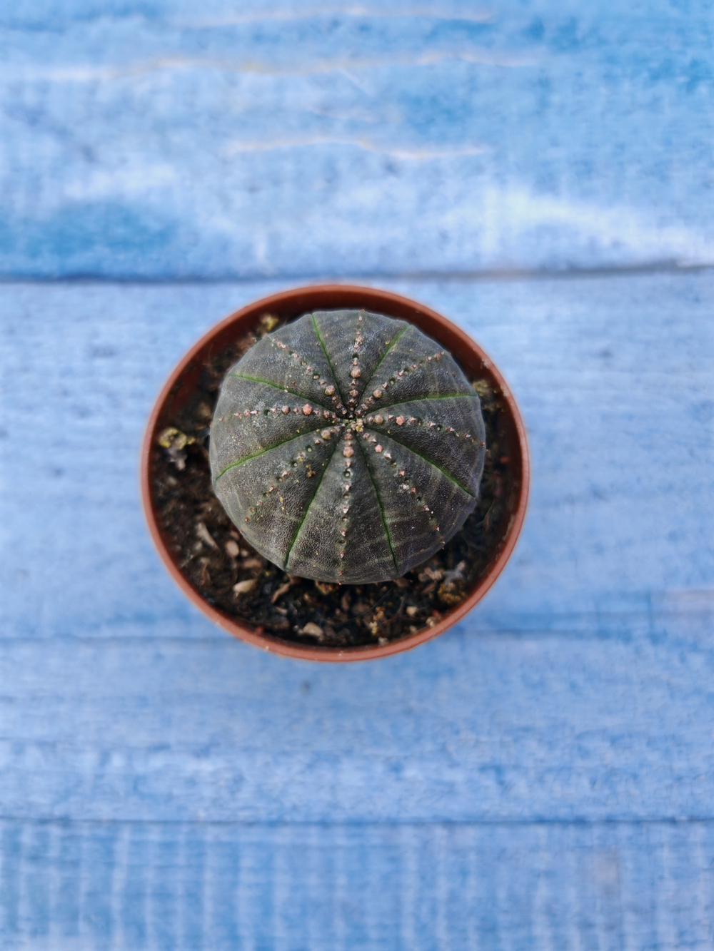Euphorbia Obesa (Эуфорбия)