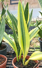 Сансевиерия HYACINTOIDES MARGINATA