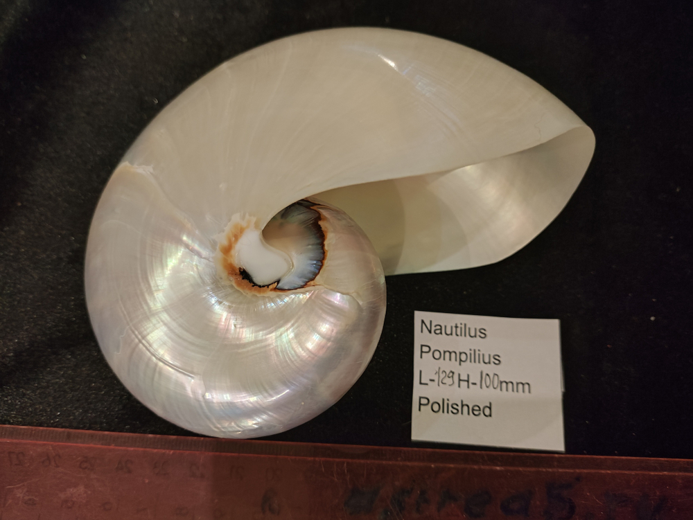 Наутилус Помпилиус "90-130мм" полирован