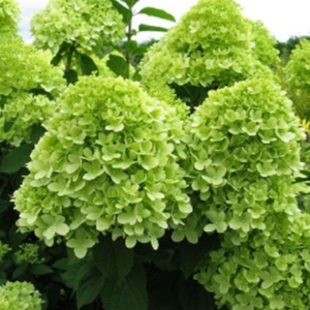 Мохито «Mojito» С2