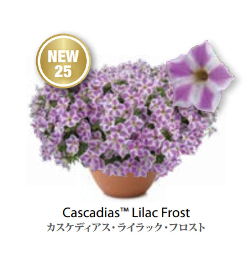 Новинка 20025 ЕВРО Petunia Cascadias Lilac Frost укорененный черенок середина декабря 25