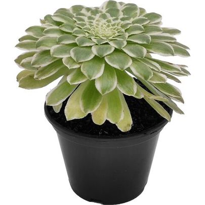 Купить живые суккуленты 🌵 Интернет-магазин суккулентов EnjoyPlants