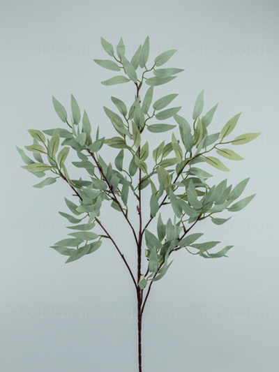 Рускус Итальянский