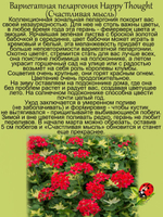 Пеларгония Счастливая мысль Happy Thought герань