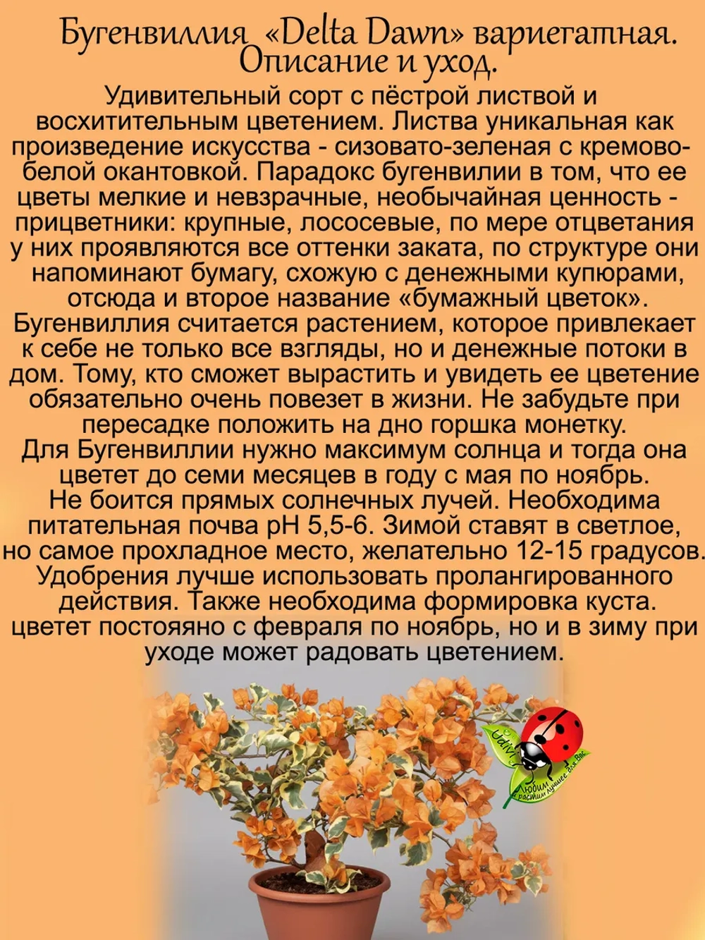 Бугенвилия Дельта Давн Денежный цветок