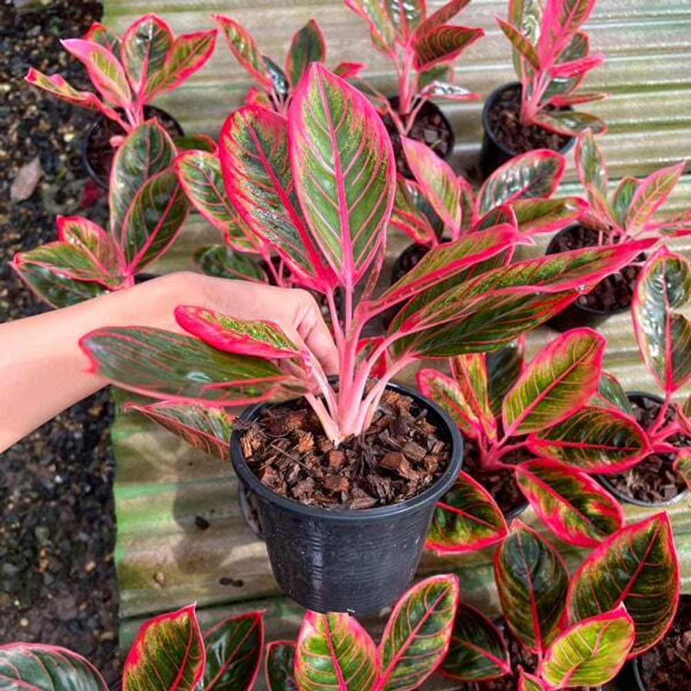 Аглаонема KHANSA/RED LIPSTICK