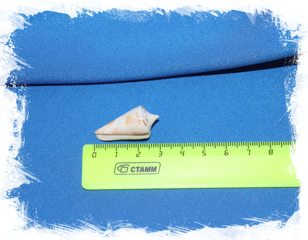 Conus voluminalis размер