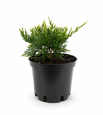 Можжевельник "Mint Julep"