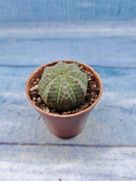 Euphoria Obesa (Эуфорбия)