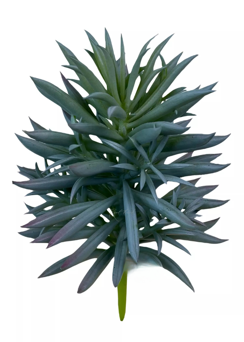 Крестовник Арчера