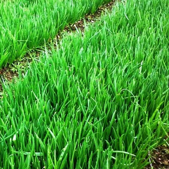 КАТАНА F1 семена лука на перо (Sakata | Alexagro)